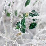 По Барнаулу в декабре ударят морозы под -40 градусов