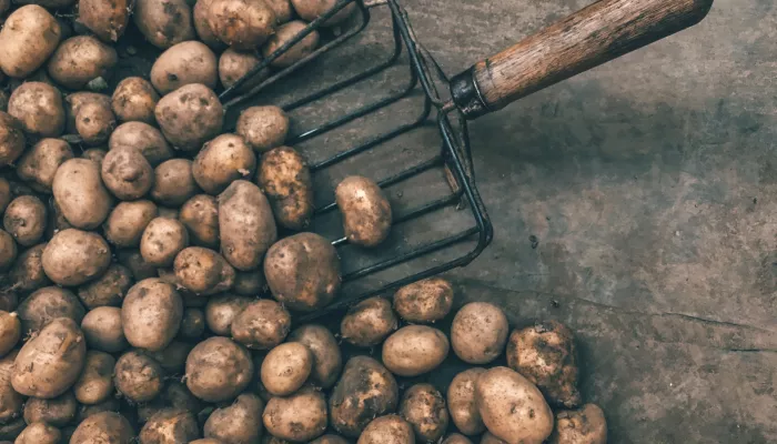 Два жителя Дальнего Востока насмерть отравились испарениями гнилого картофеля