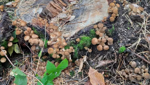 Закрытие сезона. Жители Алтайского края рассказали, какие грибы остались в лесу