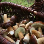 В Алтайском крае могут появиться грибные сафари для туристов