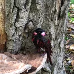 Жители Новосибирска заметили необычную птицу с черно-розовым оперением