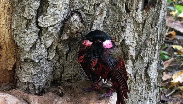 Жители Новосибирска заметили необычную птицу с черно-розовым оперением