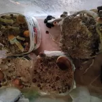 Житель Алтайского края оборудовал дома мини-инкубатор галлюциногенных грибов