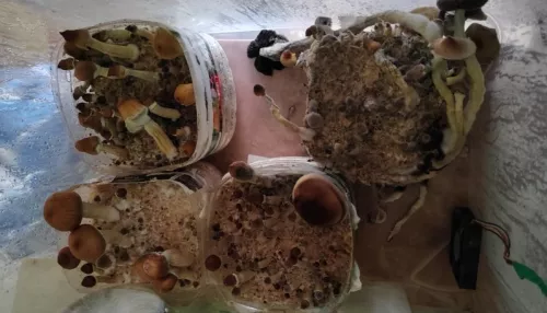 Житель Алтайского края оборудовал дома мини-инкубатор галлюциногенных грибов
