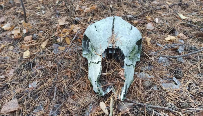 Барнаульцы нашли в лесу растущую свалку костей и черепов
