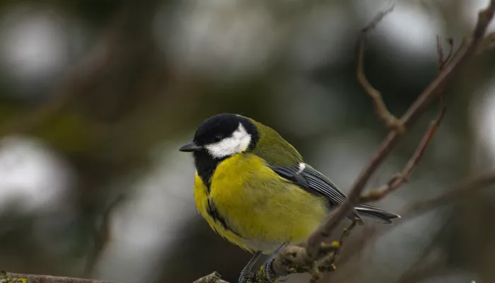 Что за праздник Синичкин день и что запрещено делать 12 ноября