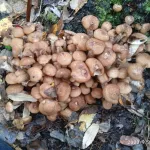 Жители Бийска корзинами выносят грибы с кладбища