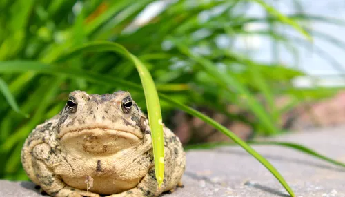 На границе с Алтайским краем заметили скопление больших зеленых жаб