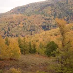 Тигирекский заповедник осенью запылал багряными и желтыми красками. Фото
