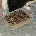 Тараканьи бега: жители барнаульской девятиэтажки страдают от нашествия насекомых