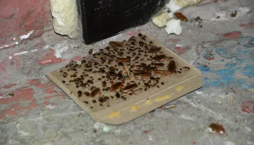 Тараканьи бега: жители барнаульской девятиэтажки страдают от нашествия насекомых