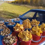 Сезон не закрыт. Алтайские грибники килограммами собирают урожай в октябре