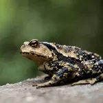 Ученый из Барнаула прокомментировал появление огромных жаб в Алтайском крае