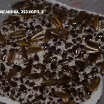 Коммунальный патруль: тараканы атакуют, жители добиваются подачи тепла в дом