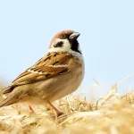 Ветврач назвал причины, по которым птицы могут врезаться в барнаульские здания