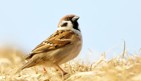 Ветврач назвал причины, по которым птицы могут врезаться в барнаульские здания