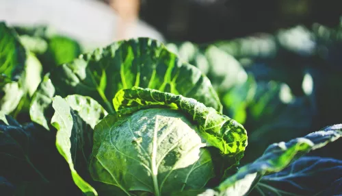 Эксперт назвала топ-5 овощей, которые обеспечат заряд витаминов перед зимой