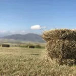 В горно-алтайском селе вспыхнуло больше 30 тюков сена