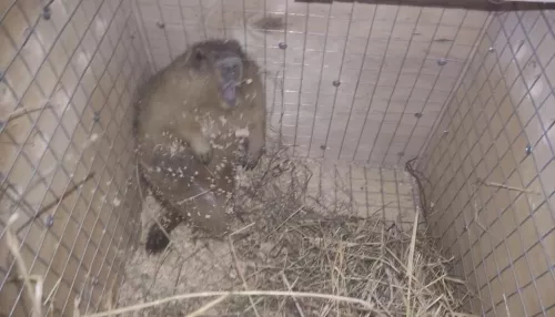 В барнаульском зоопарке скоро появятся шикарные байбаки