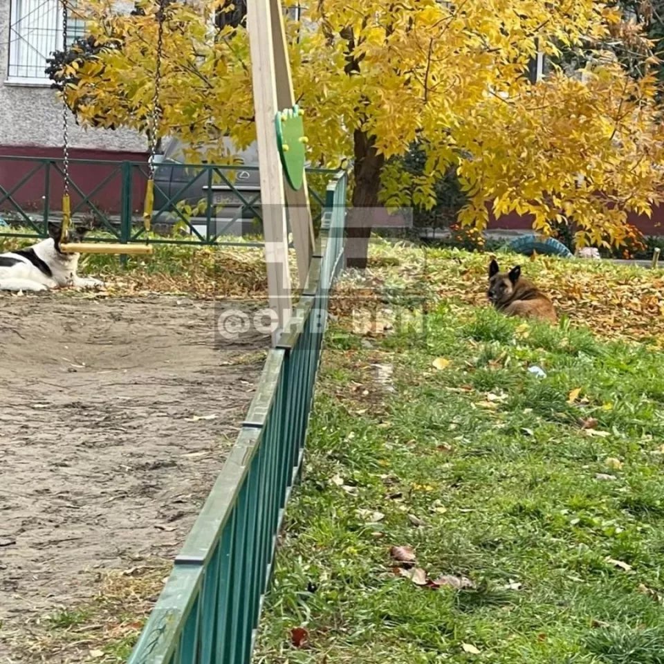 Где в Барнауле на детской площадке поселилась стая бродячих собак - Толк  17.10.2023