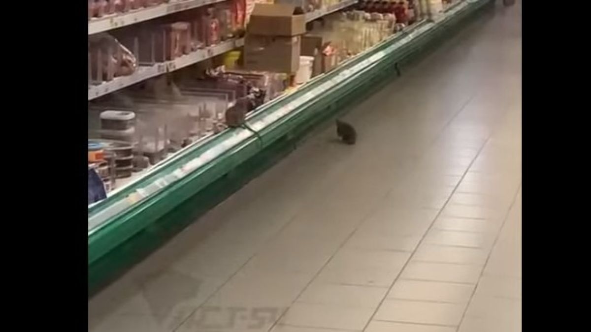 Крысы в супермаркете в Новосибирске