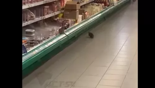 Новосибирцы засняли стаю упитанных крыс на полках супермаркета