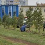 Осенью в Барнауле высадят молодые деревья и луковицы тюльпанов