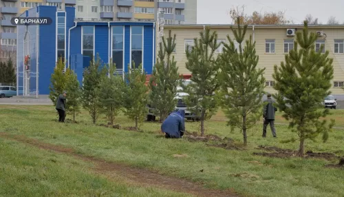 Осенью в Барнауле высадят молодые деревья и луковицы тюльпанов