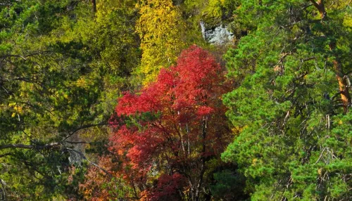 В Алтайском заповеднике запечатлели красивейшие моменты золотой осени. Фото