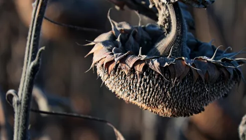 Масличка или поредевшая гречиха: на чем смогут заработать аграрии края в этом сезоне