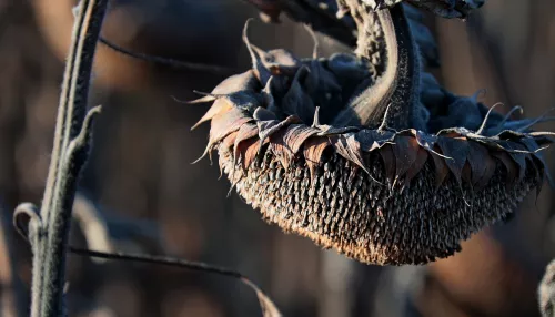 Масличка или поредевшая гречиха: на чем смогут заработать аграрии края в этом сезоне