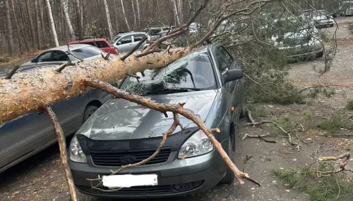 Деревья на авто и сорванный шифер. Как в Бийске буйствует штормовой ветер