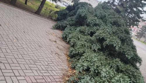 В Бийске стихия с корнем вырвала деревья на Петровском бульваре