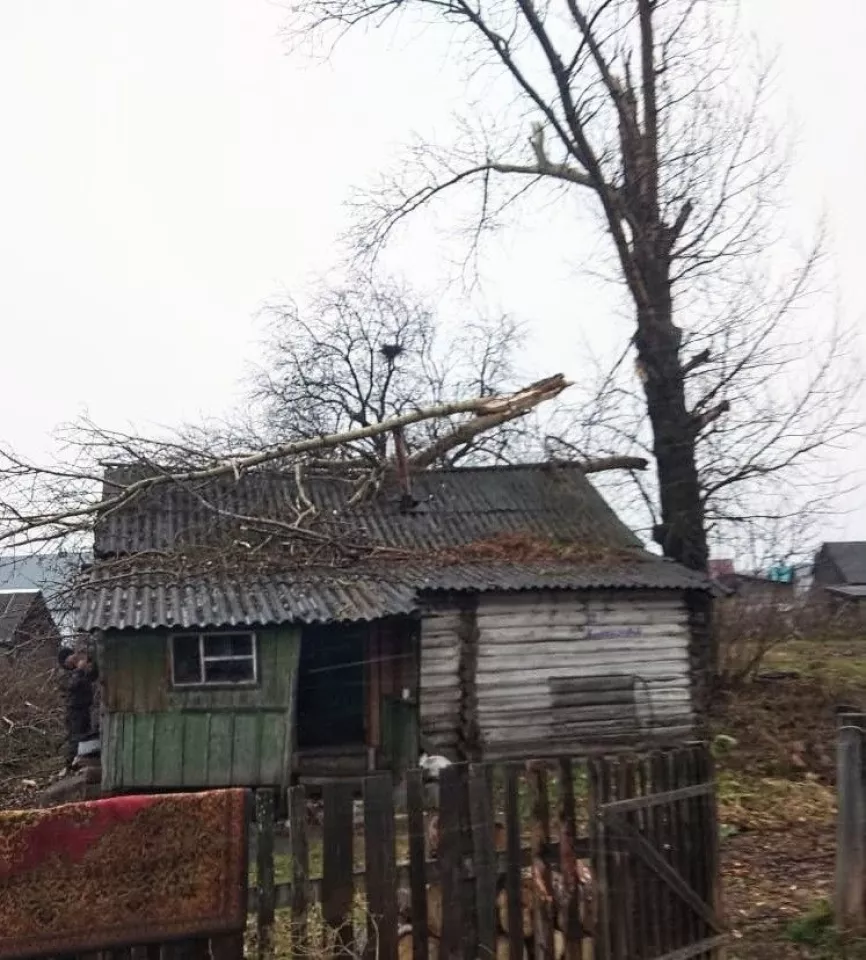 В каком алтайском селе тополь насквозь пробил крышу дома - Толк 25.10.2023