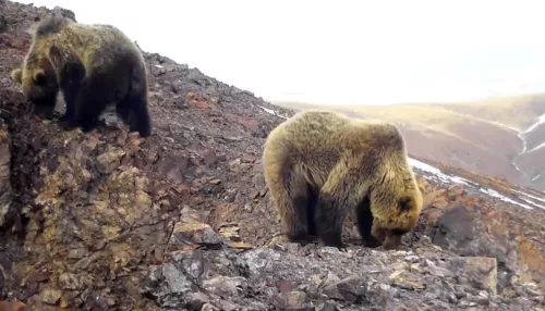 На Алтае засняли медведицу с медвежатами редкого окраса