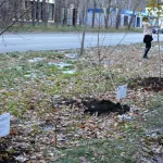 В Барнауле на Солнечной Поляне высадили березовую аллею. Фото