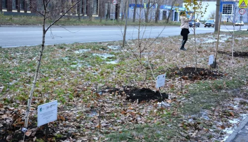 В Барнауле на Солнечной Поляне высадили березовую аллею. Фото