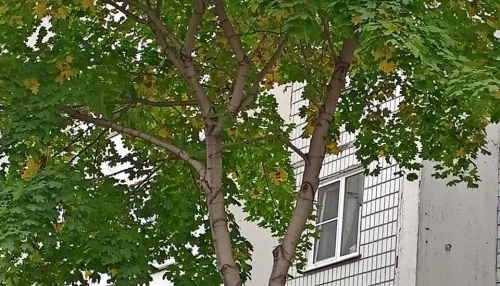 Украшение дома: барнаульцы недовольны спиленным под окнами деревом