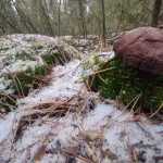 Алтайские грибники продолжают находить в заснеженных лесах грибы