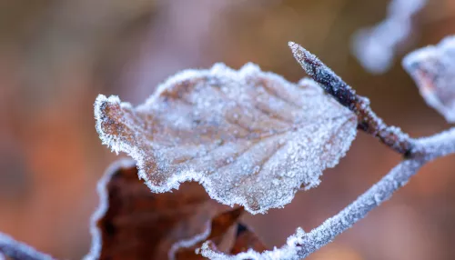 Похолодание, усиление ветра и мокрый снег накроют Алтайский край 2 ноября