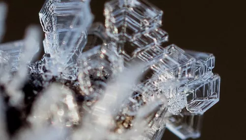 Фотограф-натуралист запечатлела хрустальный микромир алтайской природы