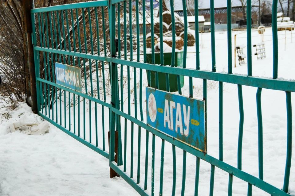 АГАУ закрывает конеферму в барнаульском поселке Центральный