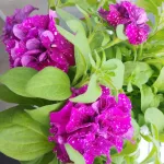 Алтайские ученые первые в мире создали уникальные сорта махровых петуний