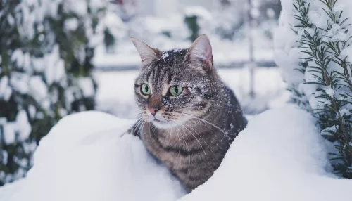 В Кирове проводница поезда выкинула в снег чужого кота