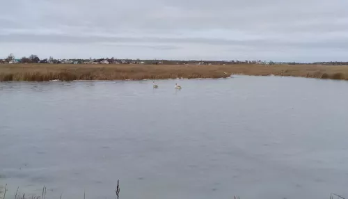 В Алтайском крае на водоеме обнаружили раненых лебедей
