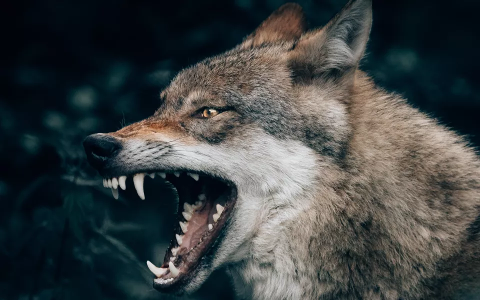 Новый очаг бешенства обнаружили в Алтайском крае и ввели карантин