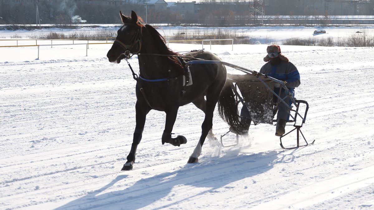 Тренировка лошадей на ипподроме в Барнауле