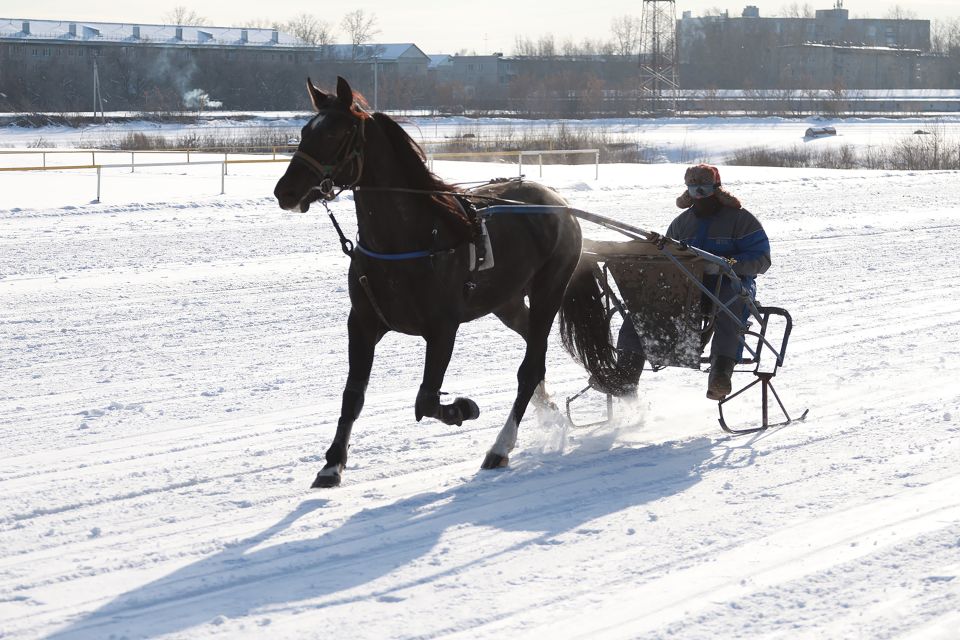 Тренировка лошадей на ипподроме в Барнауле