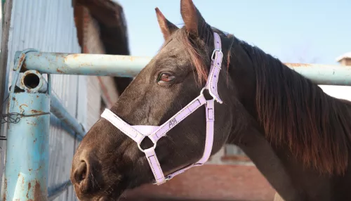В Алтайском крае неизвестные украли табун лошадей