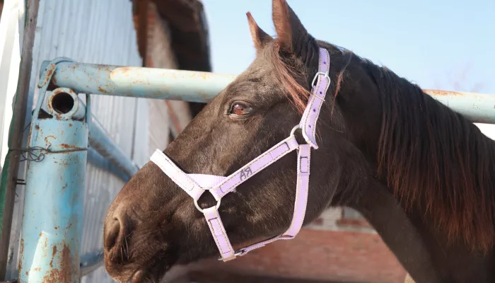 Из Алтайского края в Казахстан пытались незаконно вывезти табун лошадей